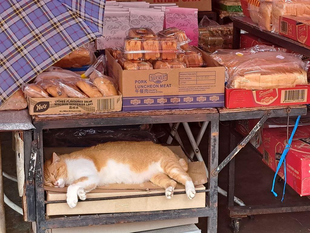 cat