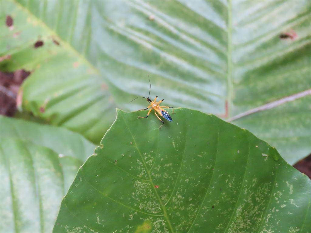 wasp