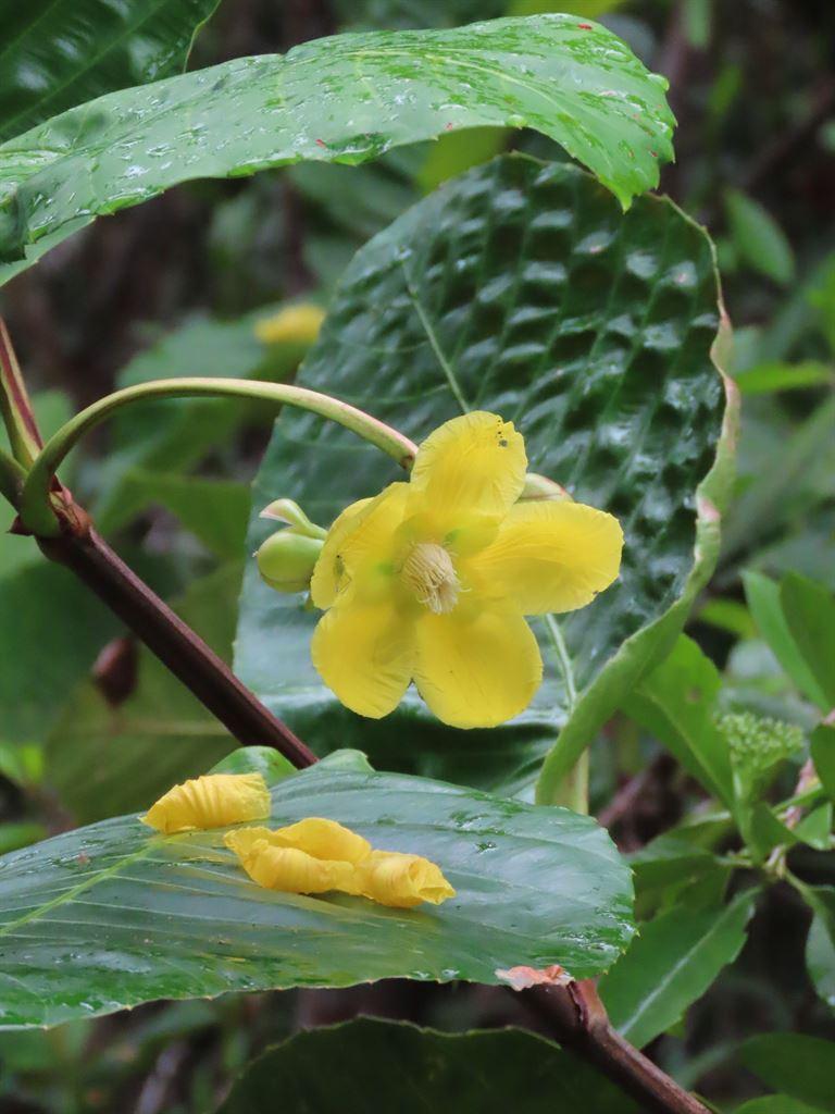 yellowflower2