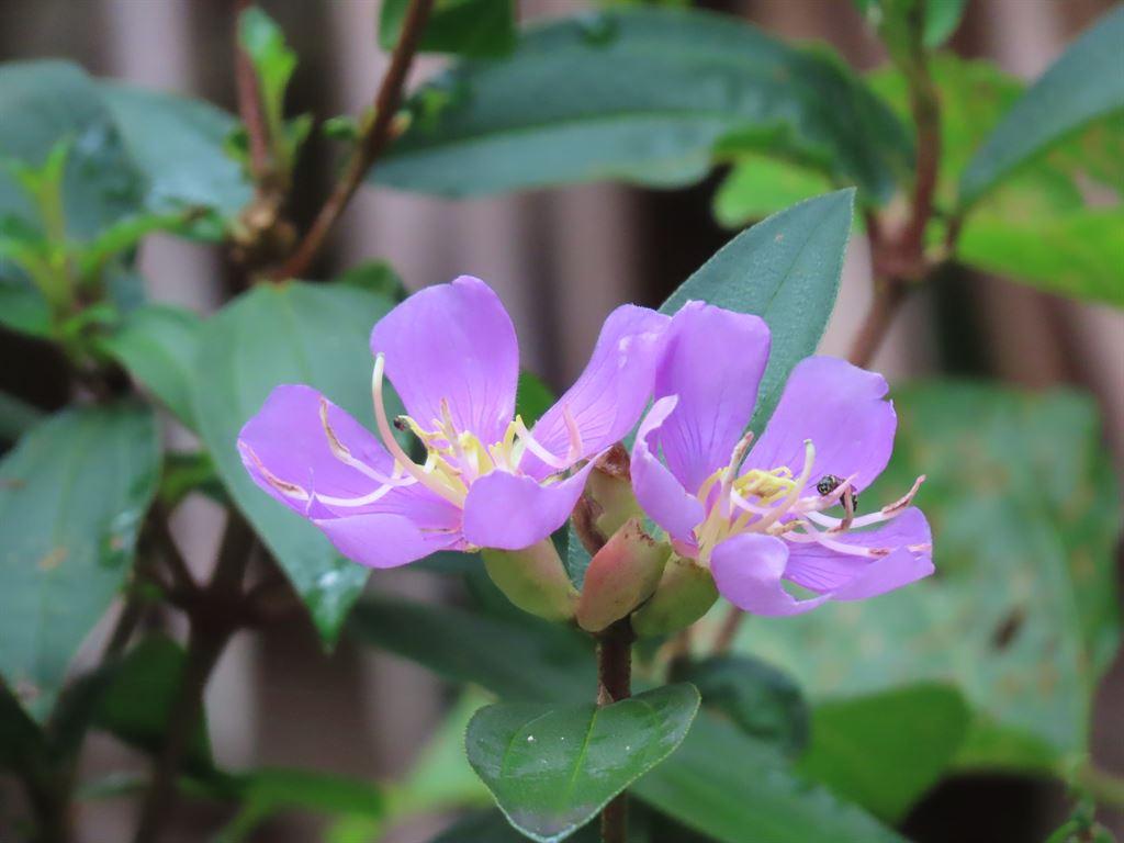 miriflower