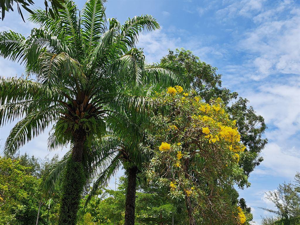 yellowtree