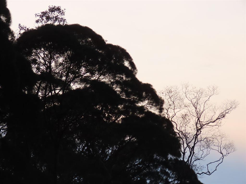 trees
