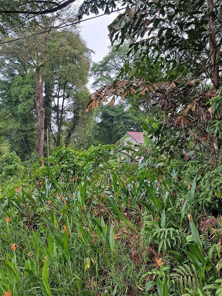 undergrowth