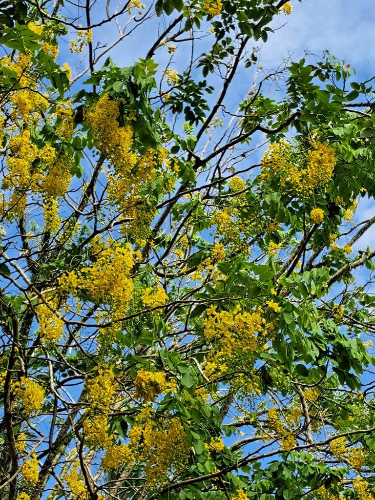 yellow