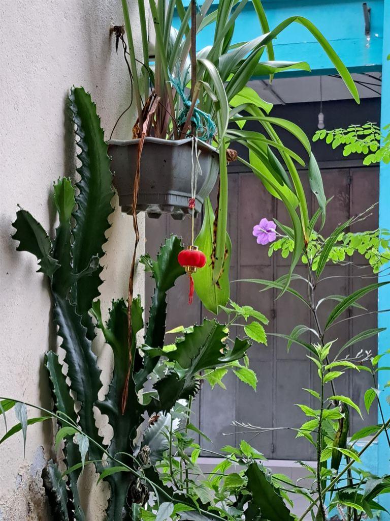 kaijooflower
