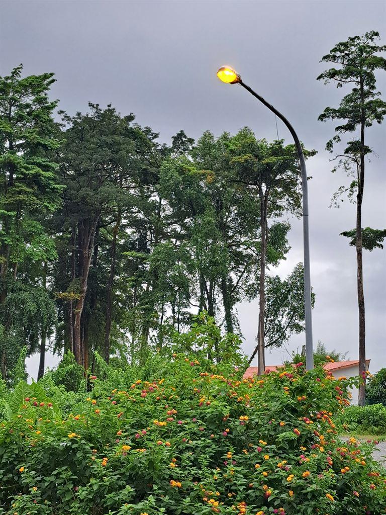 greenery