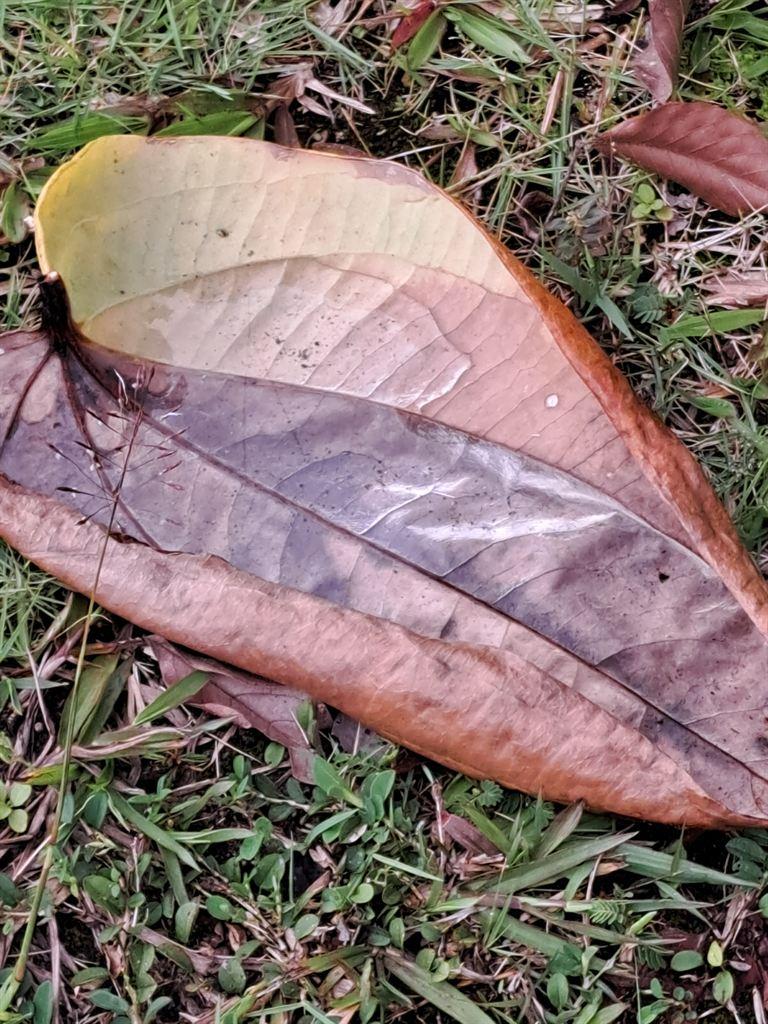 bigleaf