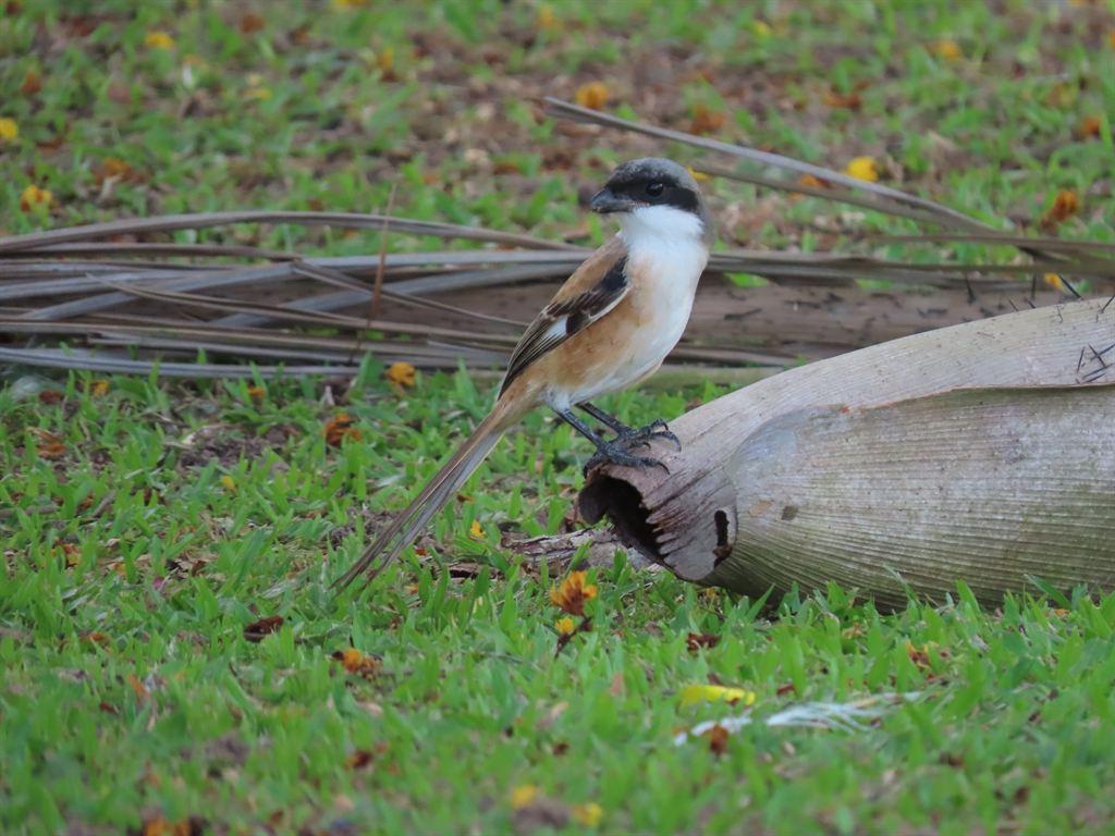 bird