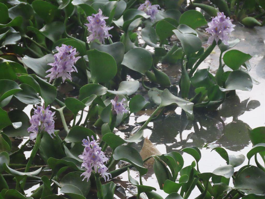 hyacinth