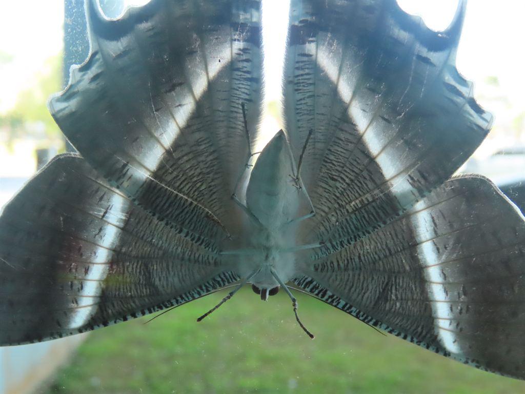 moth