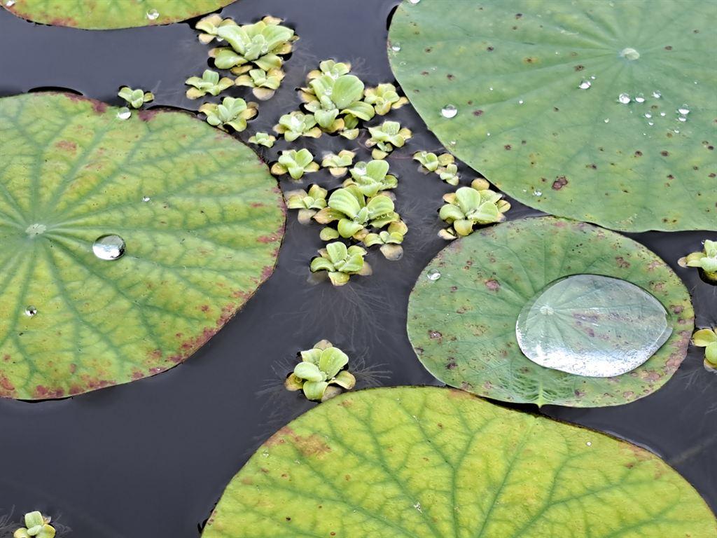 lilies