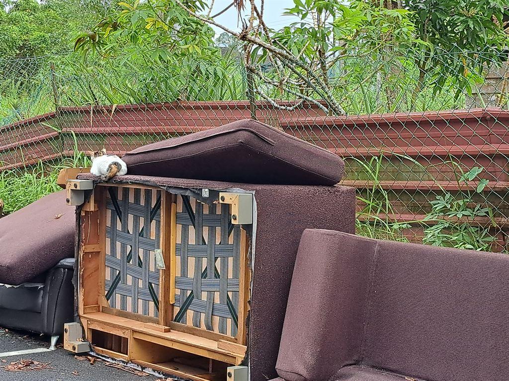 sofacat1