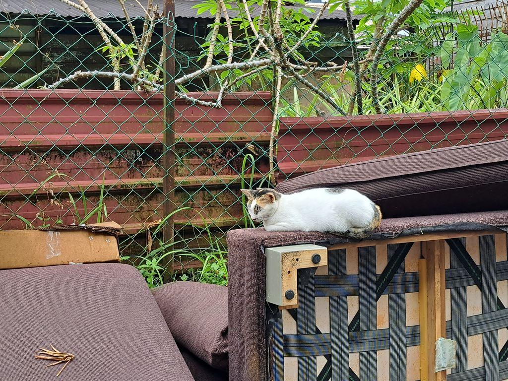 sofacat2