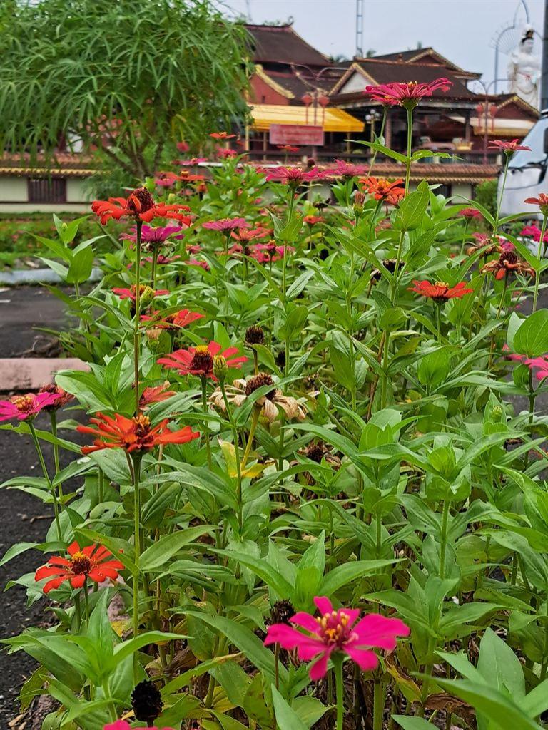 flowers&temple