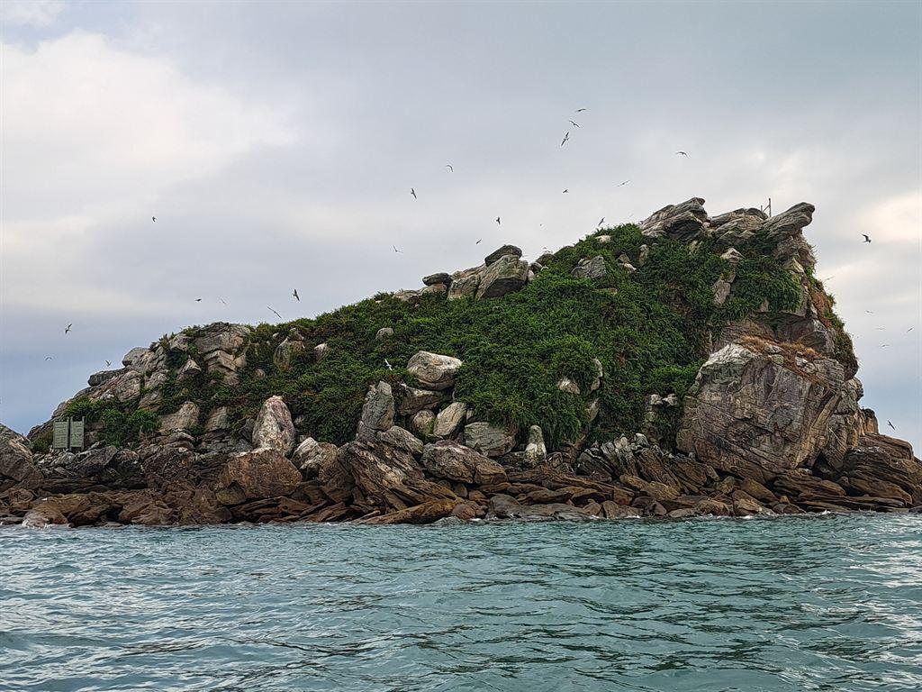 terns2