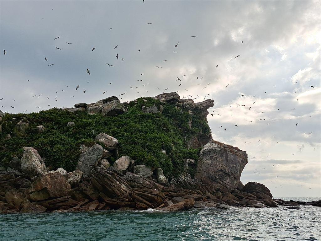 terns3