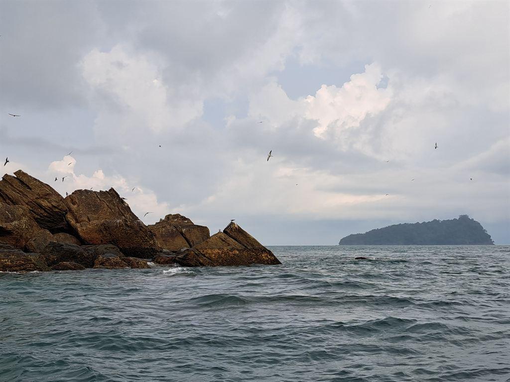 terns5