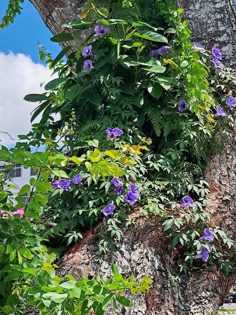 treeflowers