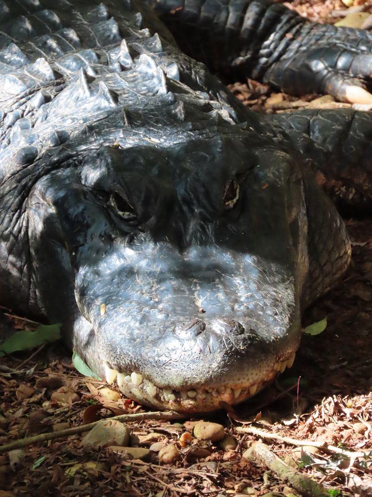 gator