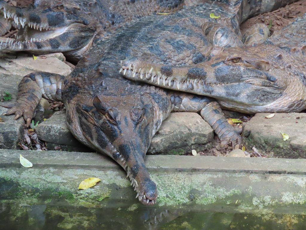 gharials