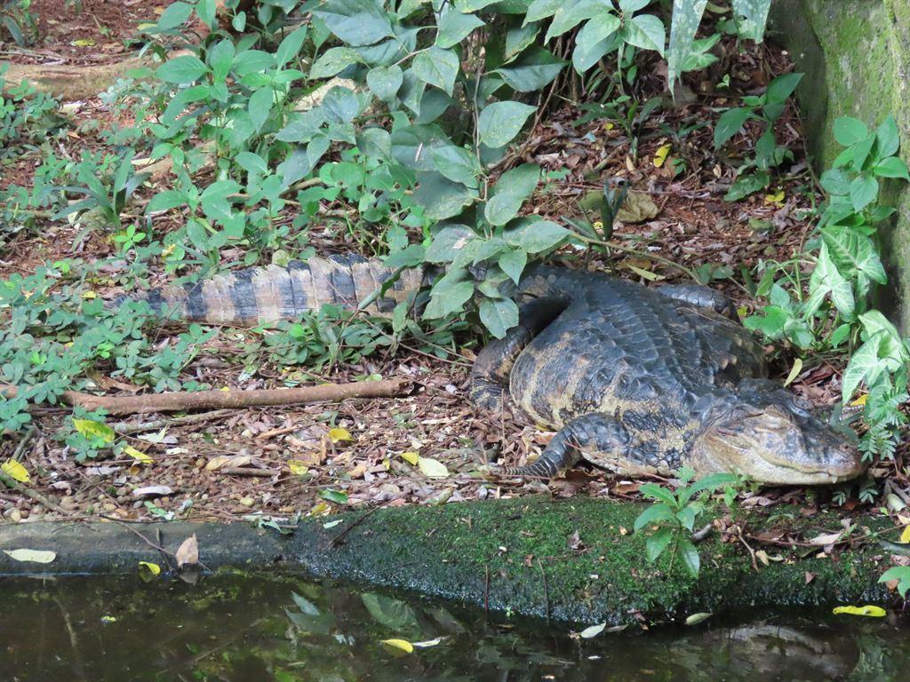bigcroc