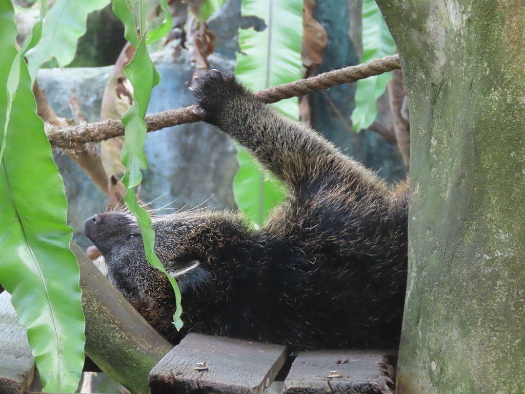 binturong