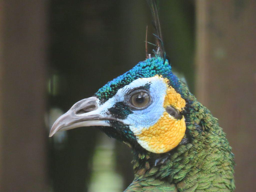 peacockhead