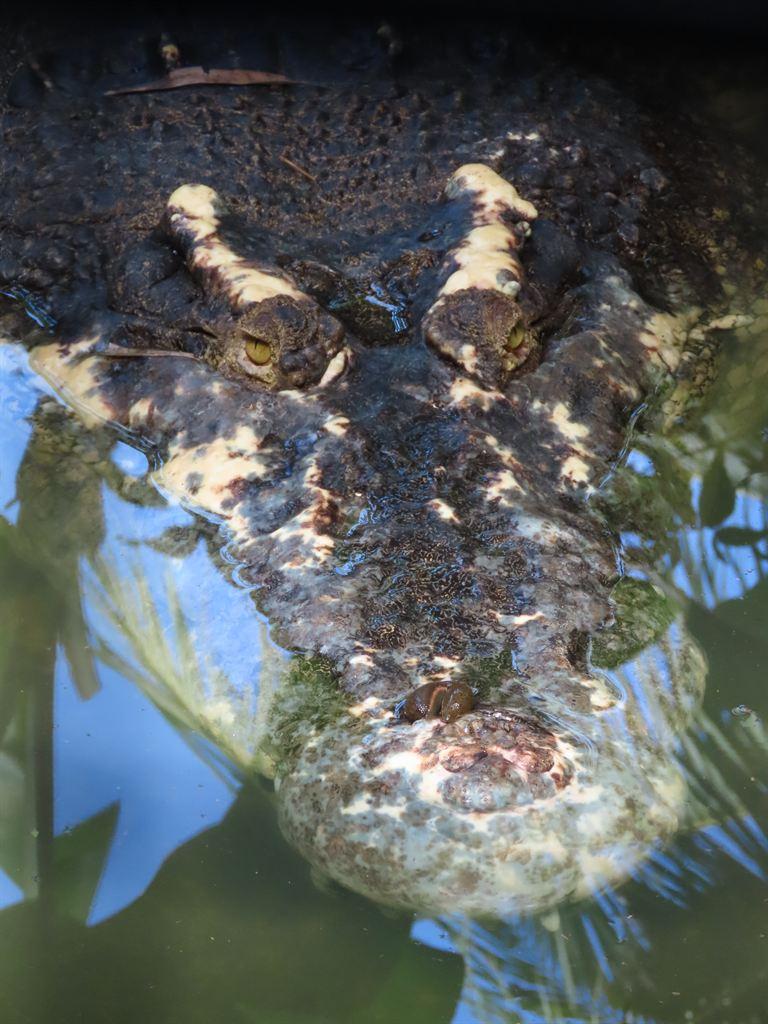 crocmuzzle
