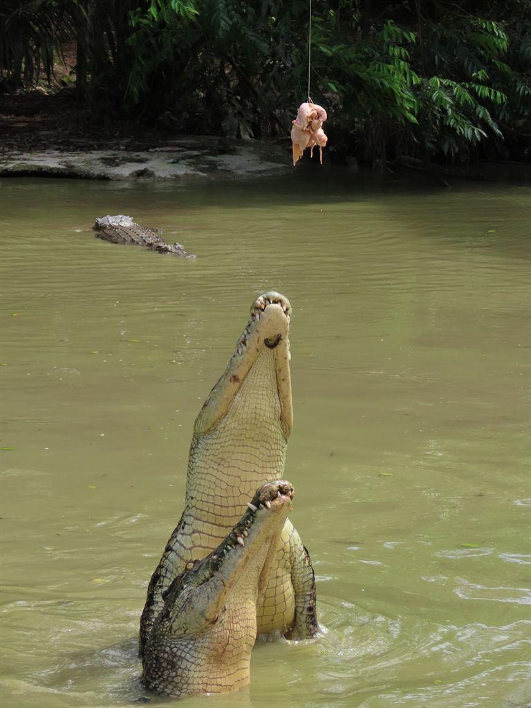 2crocs1