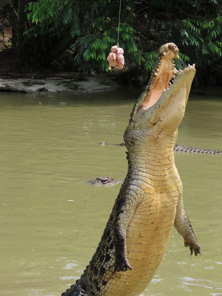1croc2