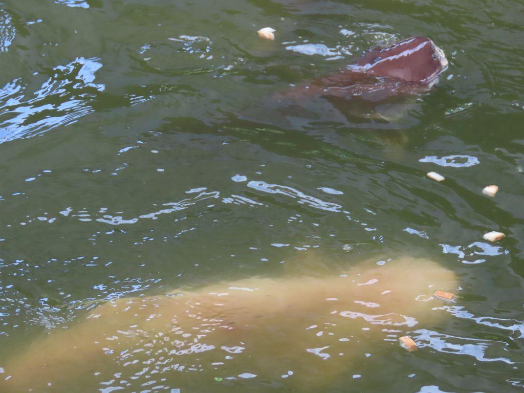 arapaima