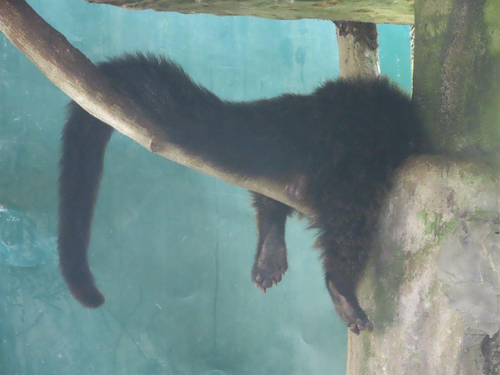 sleepybinturong