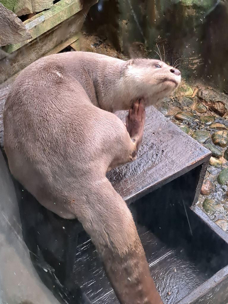 steve