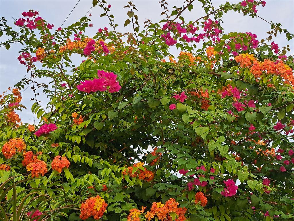 orange&pink