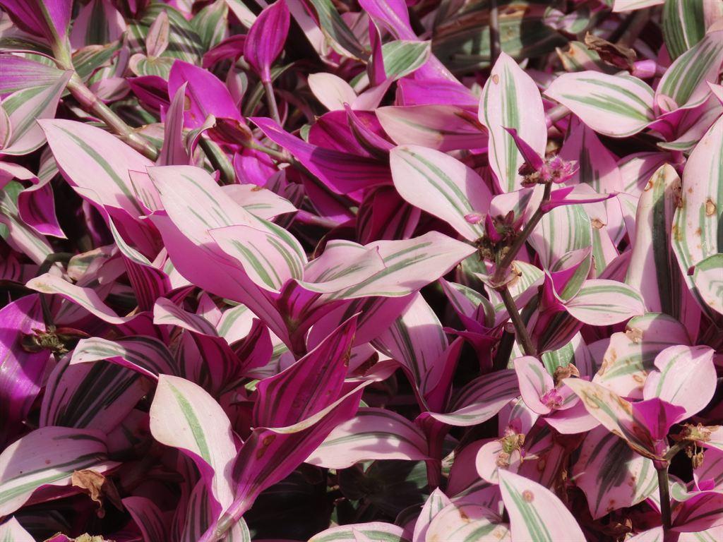 tradescantia