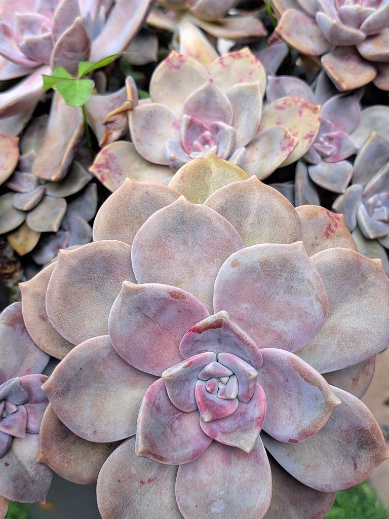 succulent