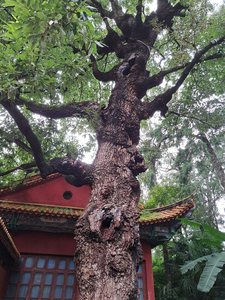 oak
