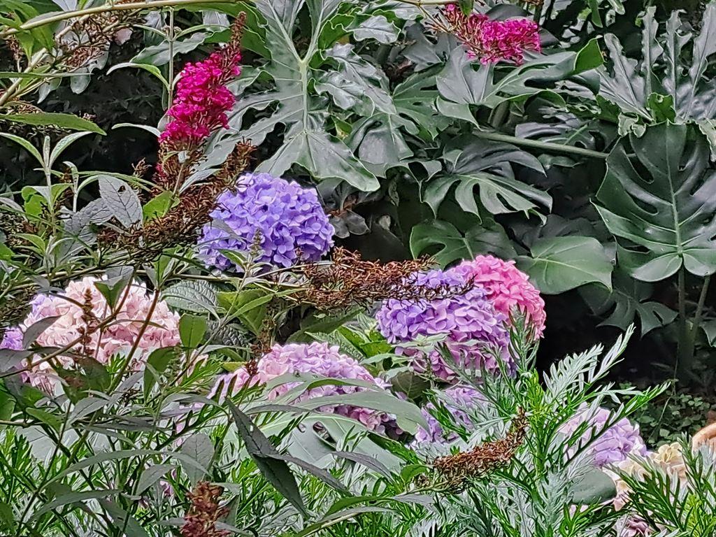hydrangea