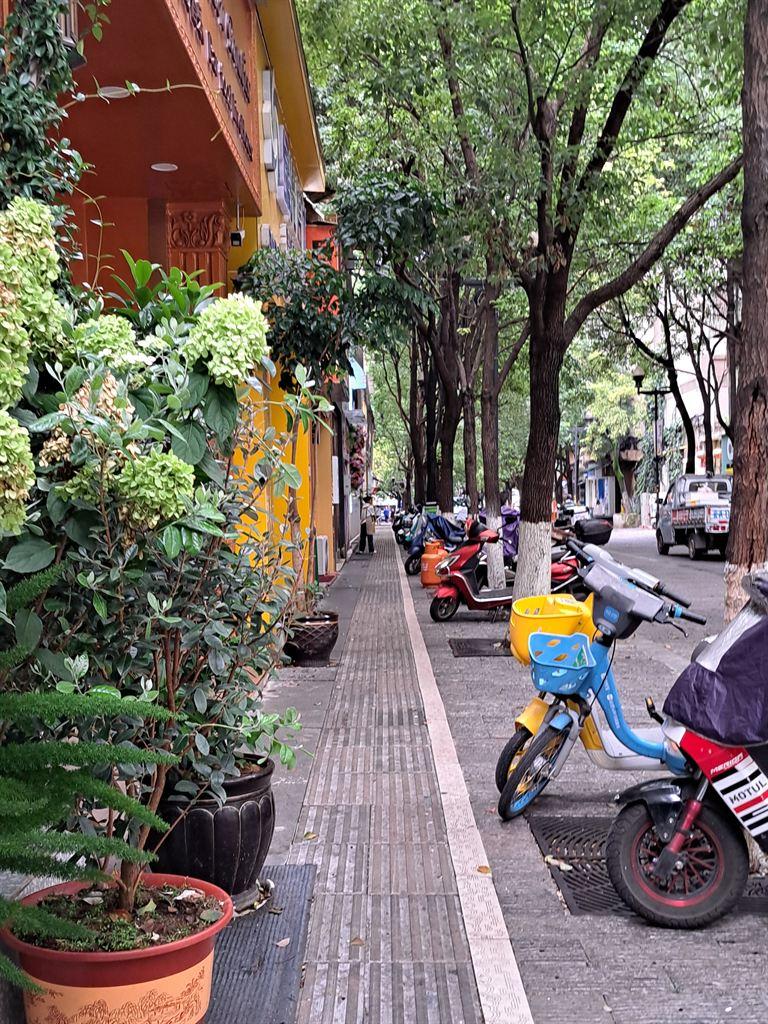 trees&bikes2