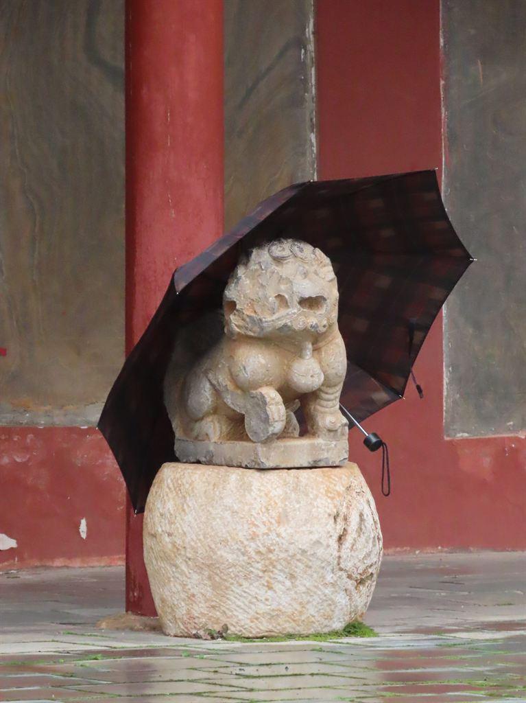 dog&umbrella