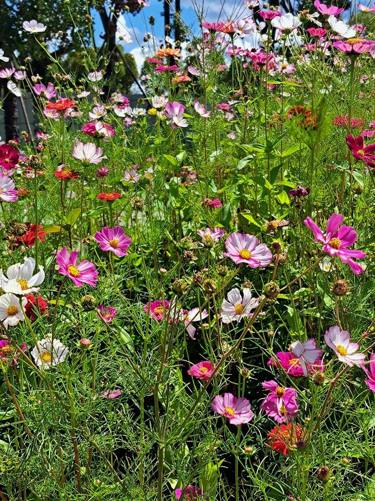 pinkflowers