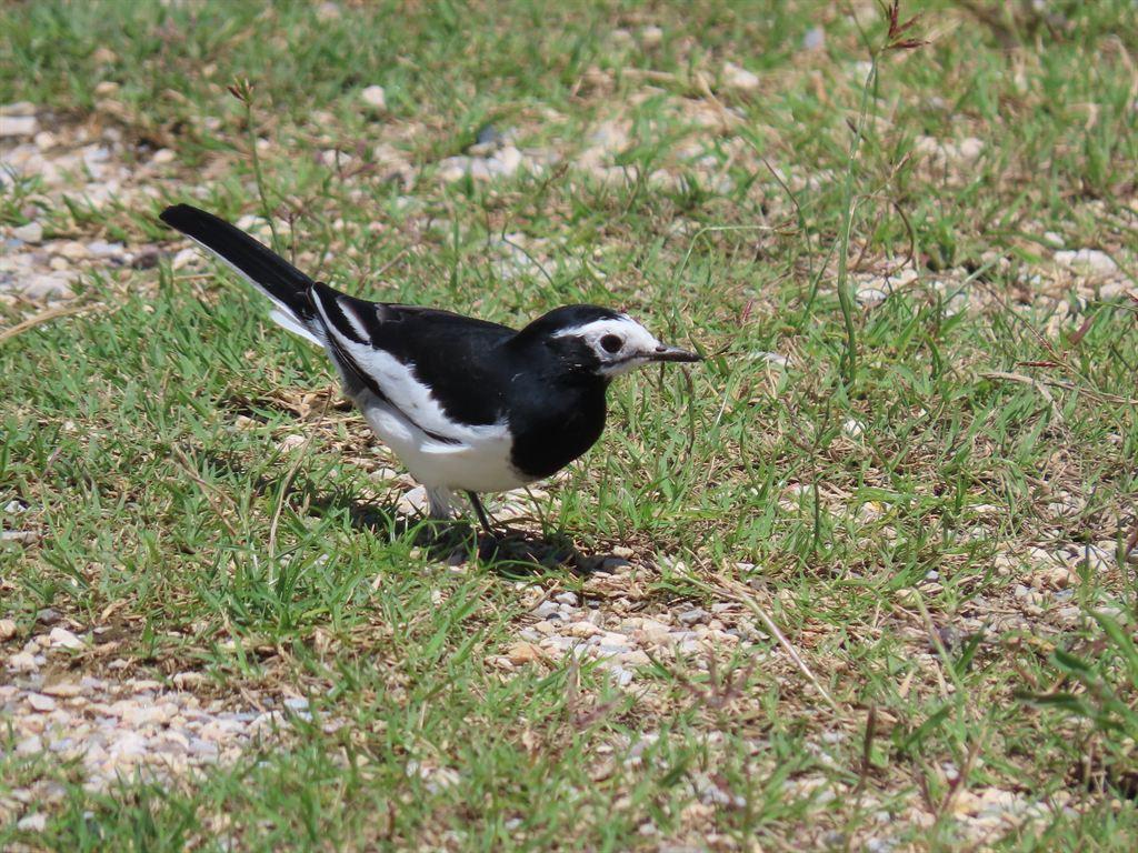 wagtail