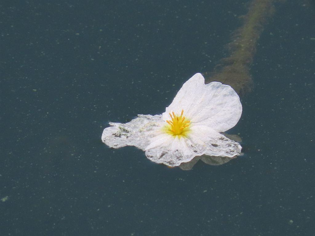 oneflower