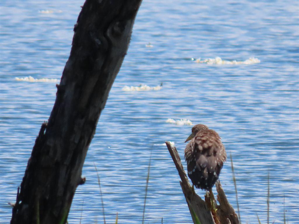 brownbird