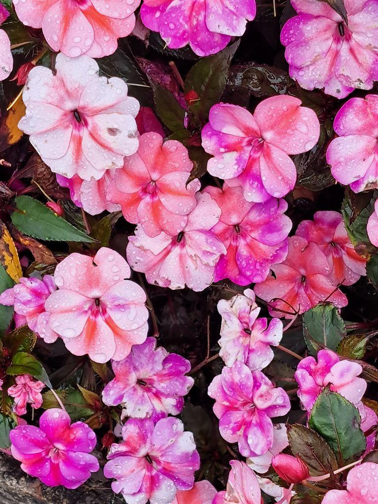 flowers