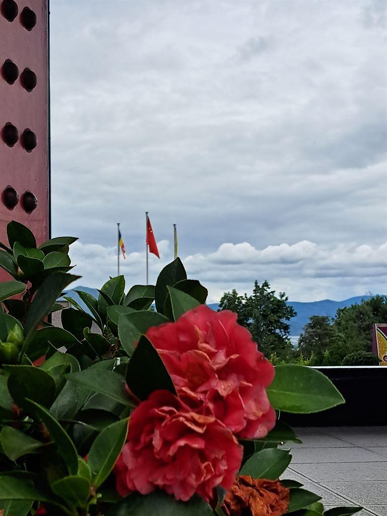 redflowers