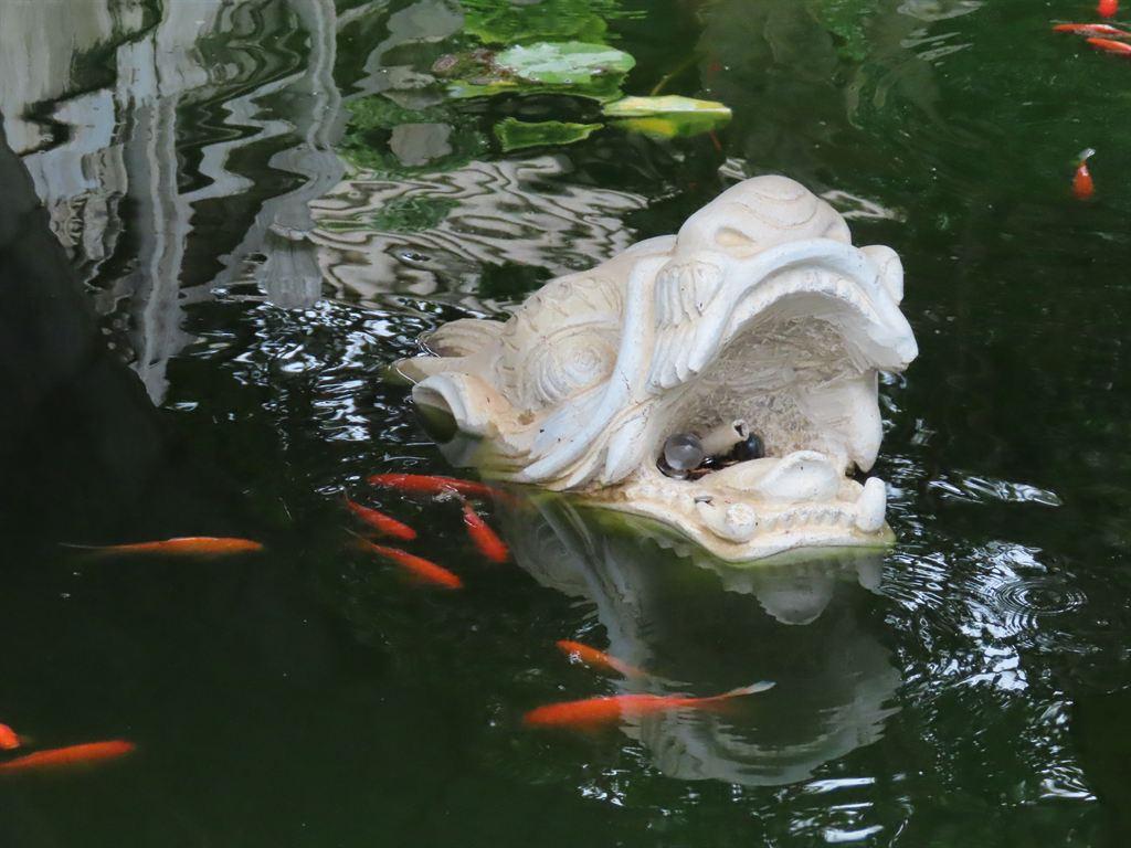 fish