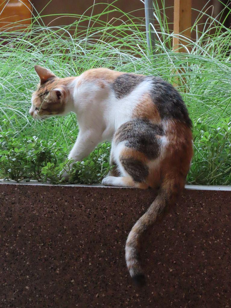 calicocat