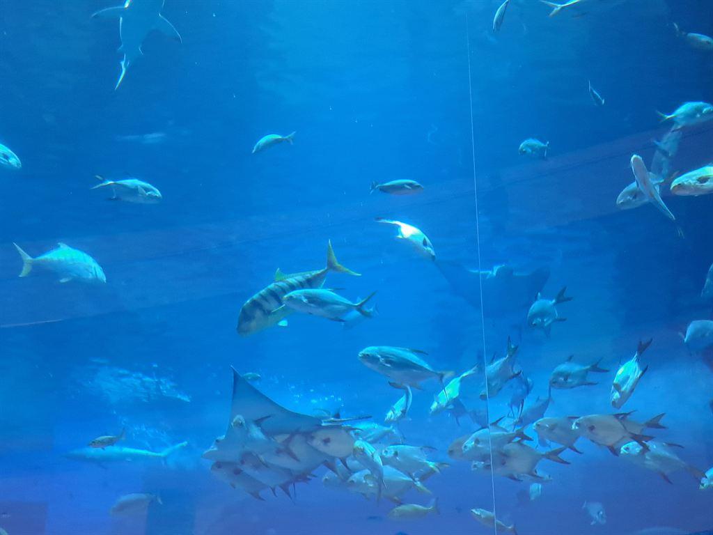fish1