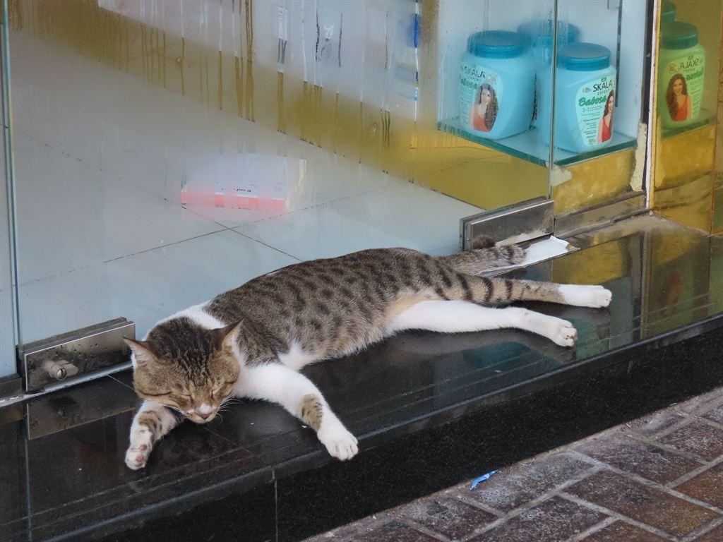 cat&glass
